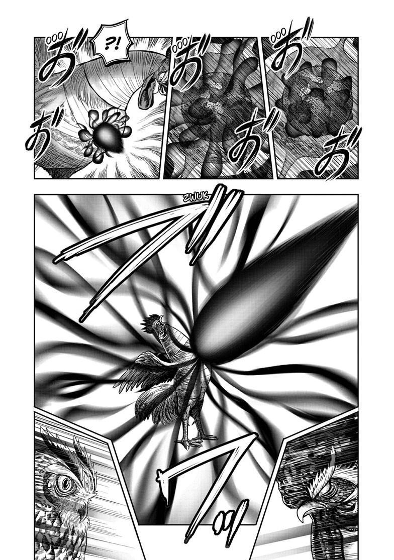 Read Rooster Fighter Manga Online