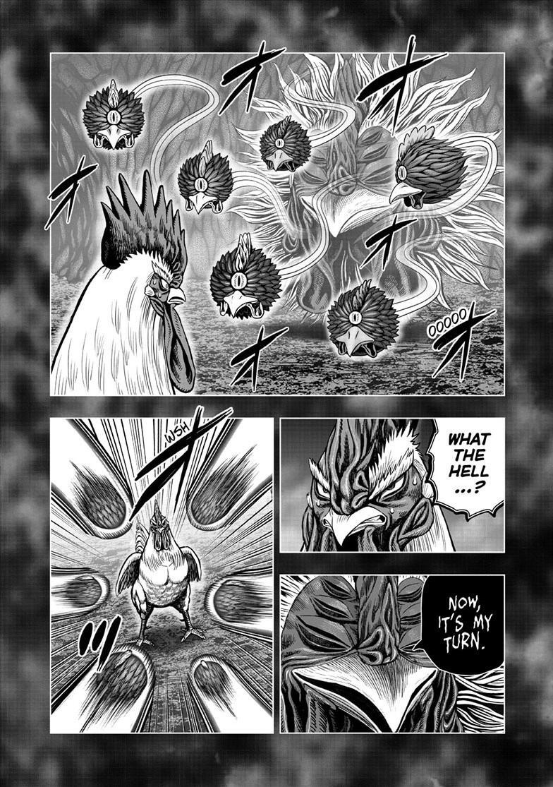 Read Rooster Fighter Manga Online