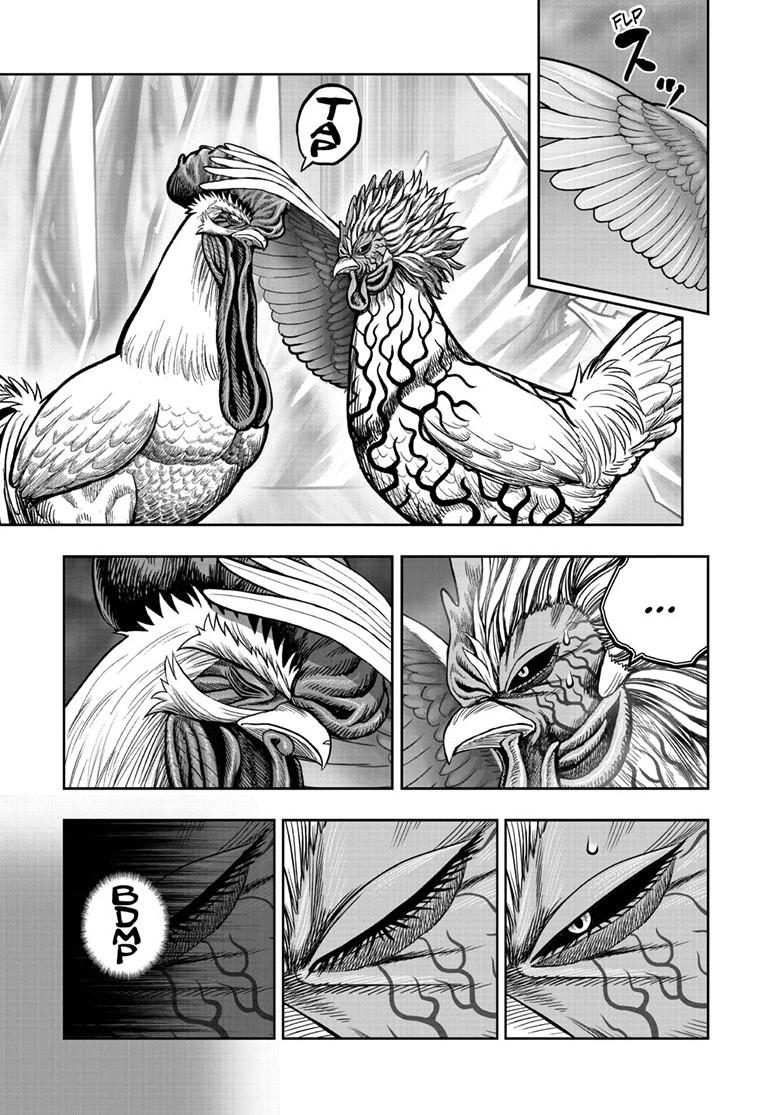 Read Rooster Fighter Manga Online