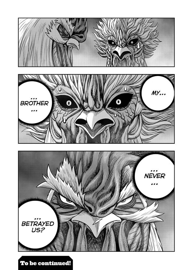 Read Rooster Fighter Manga Online